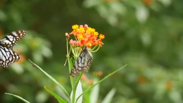 Метелик Квітці Саду Витончено Літає Над Елегантним Цвітом — стокове відео