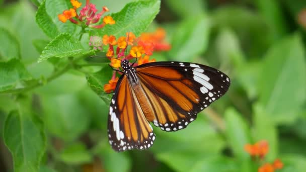 Una Mariposa Monarca Descansa Sobre Una Flor — Vídeo de stock
