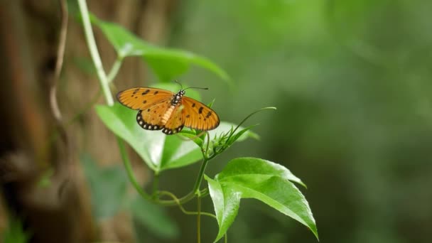 熱帯雨林の葉や植物に蝶 — ストック動画