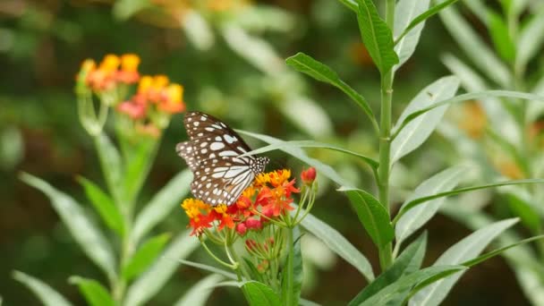 花园里一丛簇五彩斑斓的花朵和蝴蝶 — 图库视频影像
