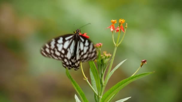 Метелик Приземляється Квітку Створюючи Красиву Сцену — стокове відео