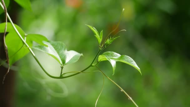 Detailní Záběr Rostliny Zelenými Listy Detailní Záběr Zelené Rostliny — Stock video