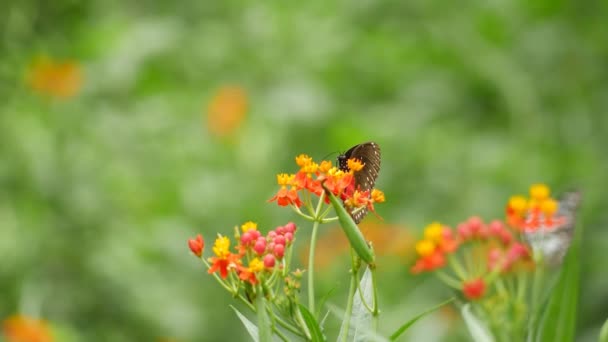 Bahçedeki Çiçeklerin Üzerinde Bir Arı Kelebek — Stok video