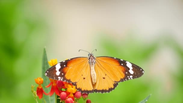 Квітці Метелик — стокове відео