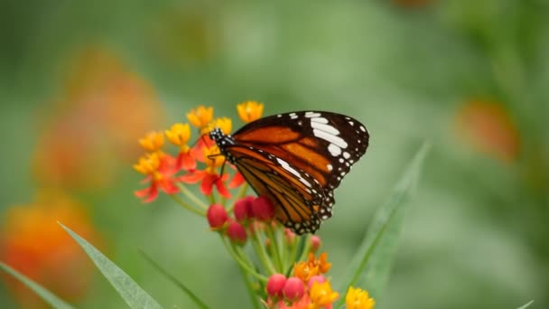 Papillon Monarque Repose Sur Une Fleur — Video