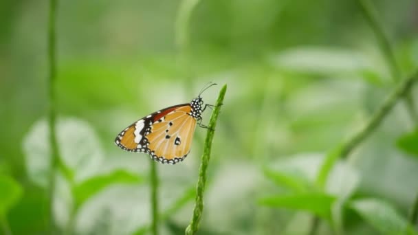 Ein Schmetterling Hockt Auf Gras Und Laub Garten — Stockvideo
