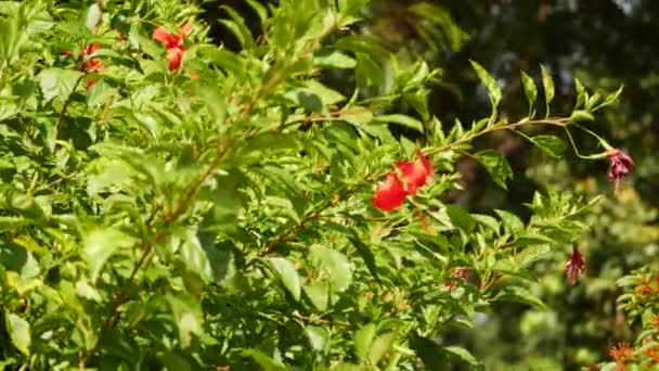 Plant Red Flowers Red Berry Plant Garden Both Seen Close — Stock Video