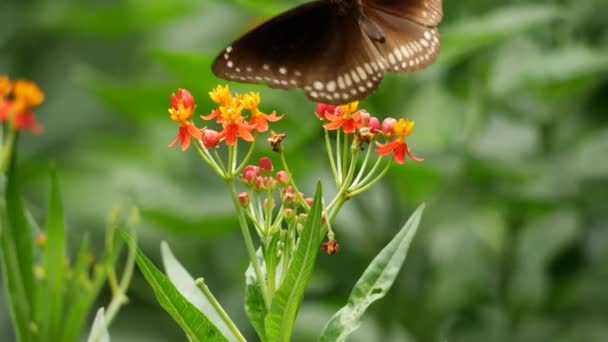 蝴蝶在花园里和丛林里的花朵上都能看见 不论是飞的还是栖息的 — 图库视频影像