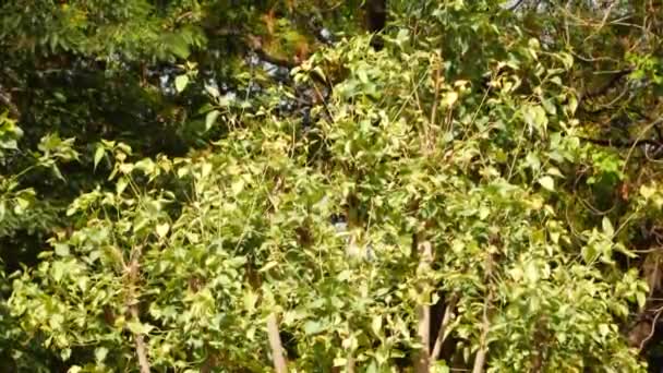 Uma Árvore Pequena Com Folhas Verdes Flores Amarelas Tendo Muitas — Vídeo de Stock