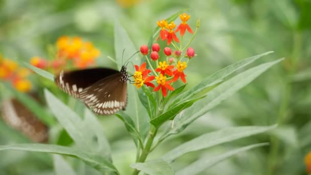Метелик Сидить Червоно Жовтій Квітці — стокове відео