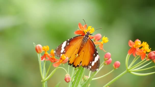 Zblízka Květina Motýlem Který Přeletěl Nad Spočíval Okvětních Lístcích — Stock video