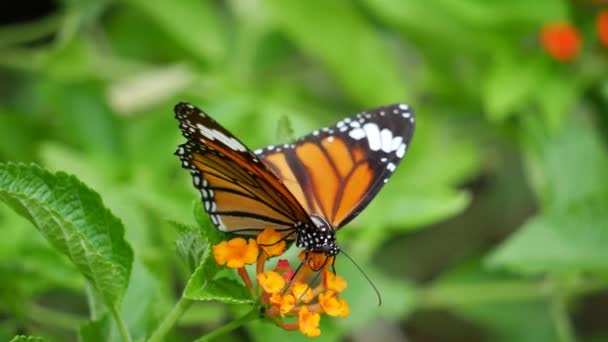 Метелик Бабка Квітах Тому Числі Крупним Планом Монарх Метелик — стокове відео