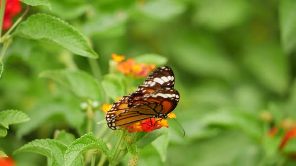 Una Farfalla Monarca Poggia Una Foglia Mentre Altra Farfalla Posa — Video Stock