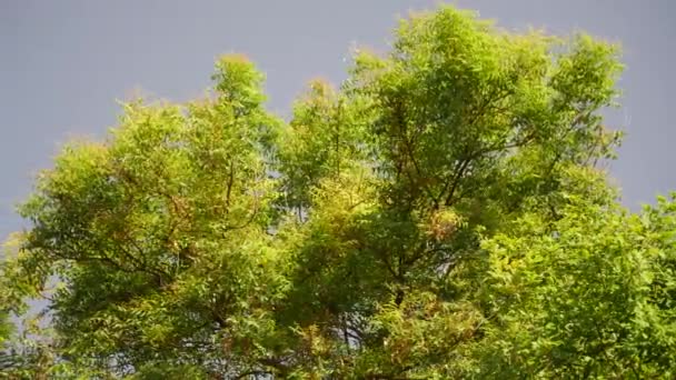 Trädet Inhemskt Den Indiska Subkontinenten Den Har Gröna Blad Och — Stockvideo