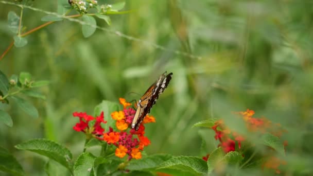 Una Mariposa Vuela Sobre Una Flor Primer Plano Flores Mariposa — Vídeo de stock