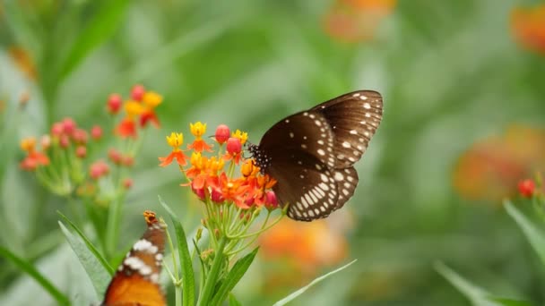 Pillangók Láthatók Egy Virágon Kertben Különösen Egy Pillangó Egy Virágon — Stock videók