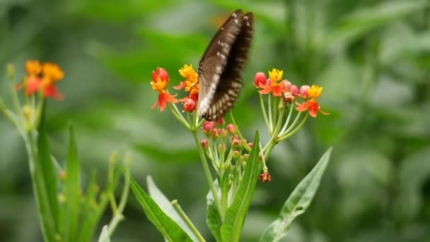 Una Mariposa Descansa Sobre Varias Flores Diferentes Jardines Ambientes — Vídeos de Stock