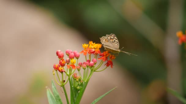 Bir Kelebek Zarif Bir Şekilde Bir Çiçeğe Konar — Stok video