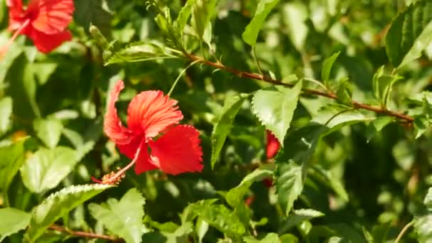 Există Flori Roșii Tufiș Grădină Special Flori Hibiscus — Videoclip de stoc