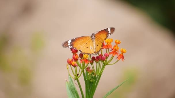 Mariposas Jardín Sobre Flores Volando Descansando — Vídeo de stock