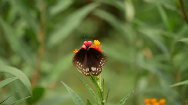 Motýl Květině Džungli — Stock video