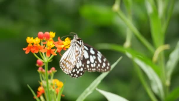 Una Farfalla Poggia Fiore Mentre Vola Primo Piano — Video Stock