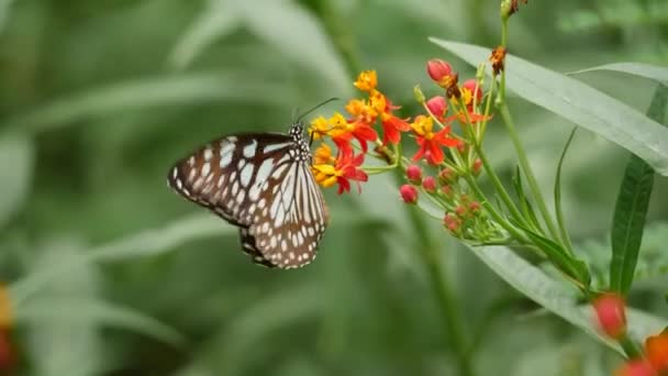 Метелик Лежить Квітці — стокове відео