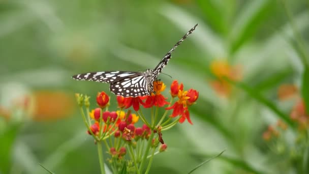 Een Vlinder Een Bloem Vlinder Huis Dallas Arboretum — Stockvideo