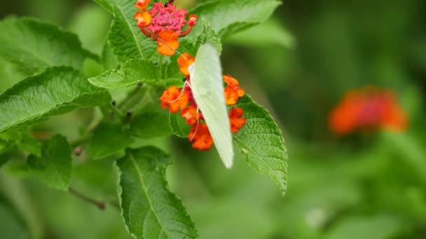 Zahradě Odpočívá Květinách Bílý Motýl Zelená Kudlanka — Stock video