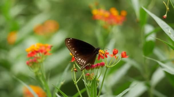 Szöveg Leírja Közelkép Virágok Egy Pillangó Egy Kolibri — Stock videók