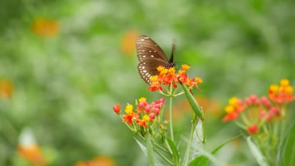 Motýl Leží Květině Zahradě — Stock video