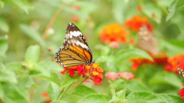 蝴蝶在蝴蝶花园里的花朵上的蝴蝶 还有花园里一些花的特写 — 图库视频影像