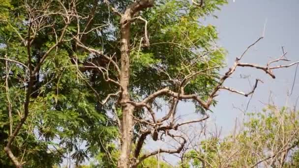 Árvores Com Pássaros Macacos Pássaros Mortos Outros Sem Folhas Ramos — Vídeo de Stock