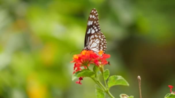 Detailní Záběr Květinu Motýlem Přistávajícím — Stock video
