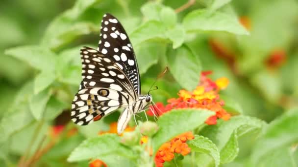 Μια Ασπρόμαυρη Πεταλούδα Ένα Λουλούδι Στον Κήπο Στο Σπίτι Της — Αρχείο Βίντεο