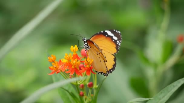 Bir Kelebek Turuncu Bir Çiçeğe Bağlıdır — Stok video