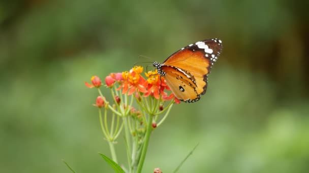 Метелик Спирається Квітку Крупним Планом — стокове відео