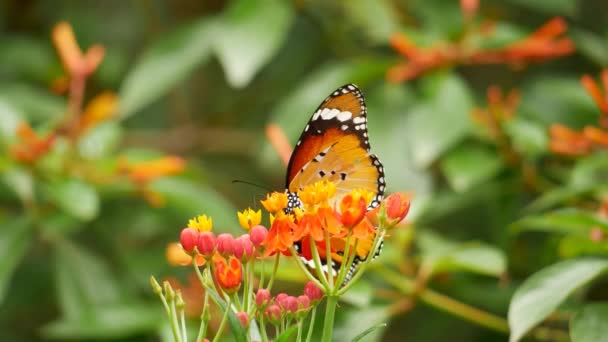 Motýl Sedí Květině Motýlím Domě Botanické Zahradě San Antonio — Stock video