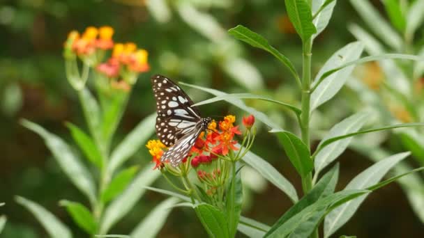 Motýl Sedí Květině Zahradě Nebo Motýlích Domech — Stock video
