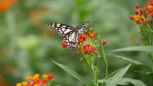 Motýl Sedící Květině — Stock video