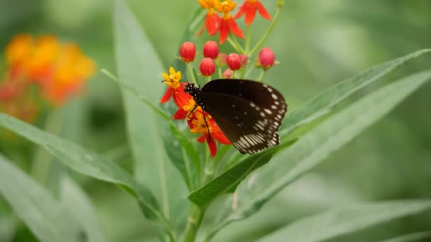 蝴蝶坐在花朵上 — 图库视频影像
