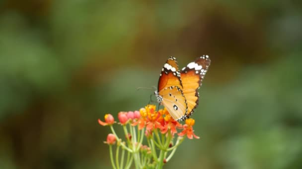 Bir Kelebek Bir Başka Kelebek Bir Yusufçukla Birlikte Bir Çiçeğin — Stok video
