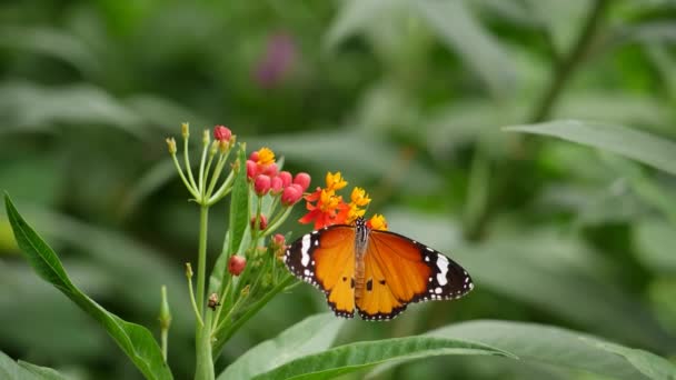 Motýl Květině Rozmazaným Pozadím — Stock video