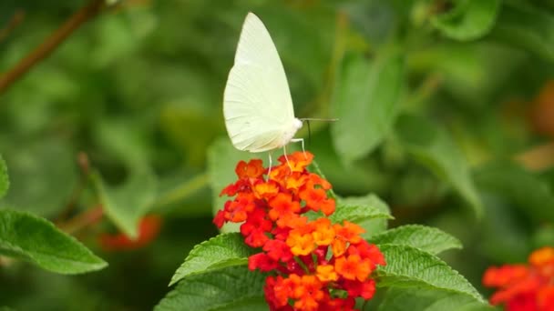 一朵花的特写 花朵上的蝴蝶 花朵上的白蝴蝶 — 图库视频影像