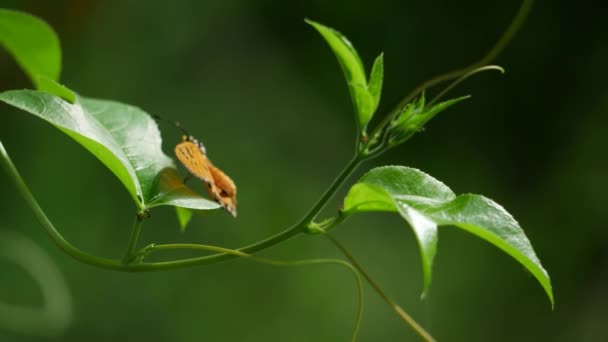 Una Mariposa Sienta Una Hoja Planta Bosque Mientras Que Pequeño — Vídeo de stock