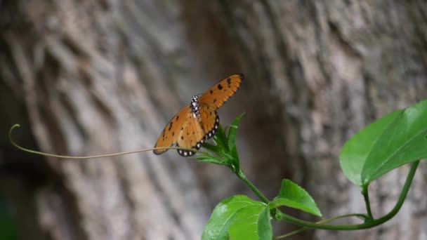 Метелик Набирається Різні Рослини Листя Дерева Різних Середовищах — стокове відео