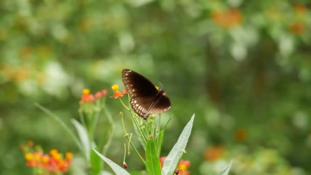 Zahradě Leží Motýl Květině — Stock video