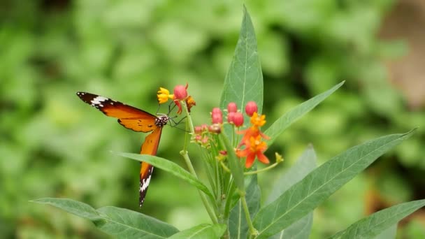 Una Farfalla Appollaiata Fiore Tra Vari Sfondi Sfocati Una Casa — Video Stock