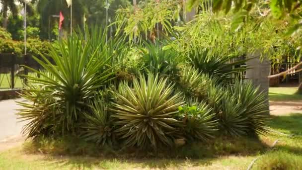 Grupp Yucca Växter Och Olika Andra Växter Kan Hittas Trädgården — Stockvideo