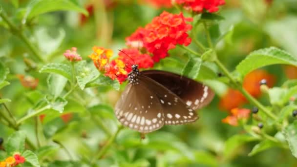 Una Mariposa Descansa Sobre Una Flor Jardín Volando Sobre Ella — Vídeo de stock